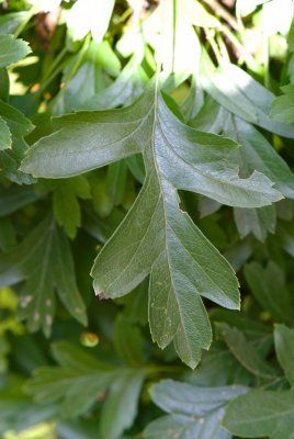 Crataegus monogyna 'Compacta' - hloh jednosemenný - list
